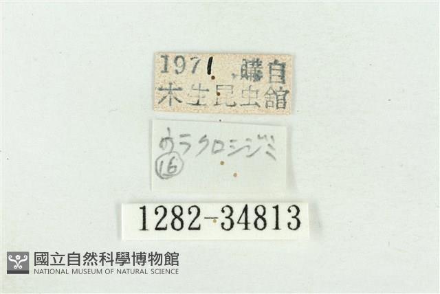 珠灰蝶藏品圖，第3張