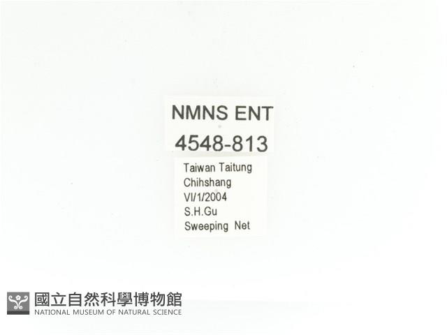 金艷騷金龜藏品圖，第2張