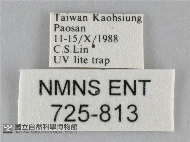 斜紋夜盜蛾藏品圖，第3張