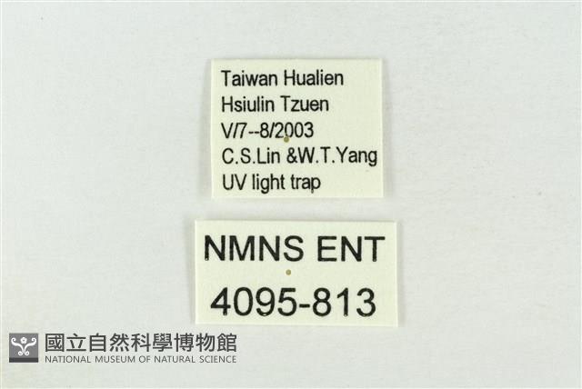 連珠波紋蛾藏品圖，第3張