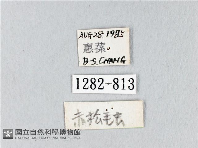 馬尾松枯葉蛾藏品圖，第3張