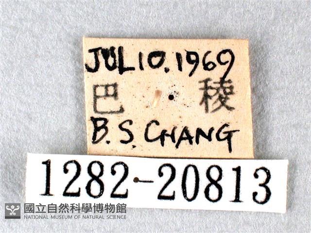 白弄蝶藏品圖，第3張