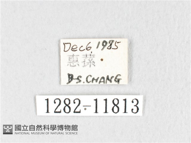 銀肩枯葉蛾藏品圖，第3張