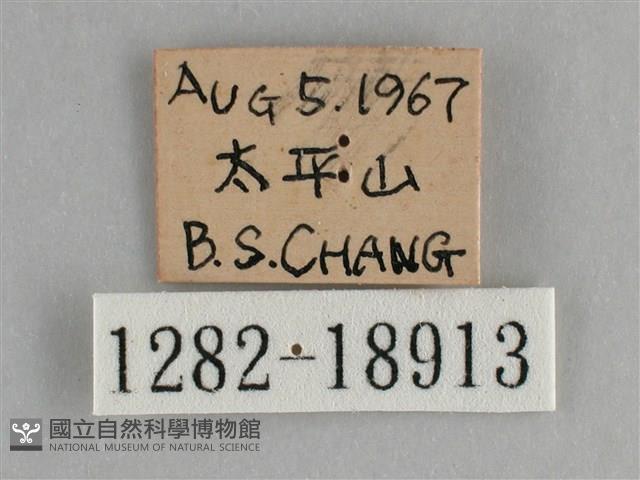 臺灣鉤粉蝶藏品圖，第3張