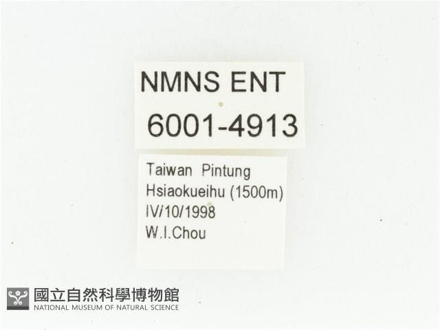 艷邊花金龜藏品圖，第2張