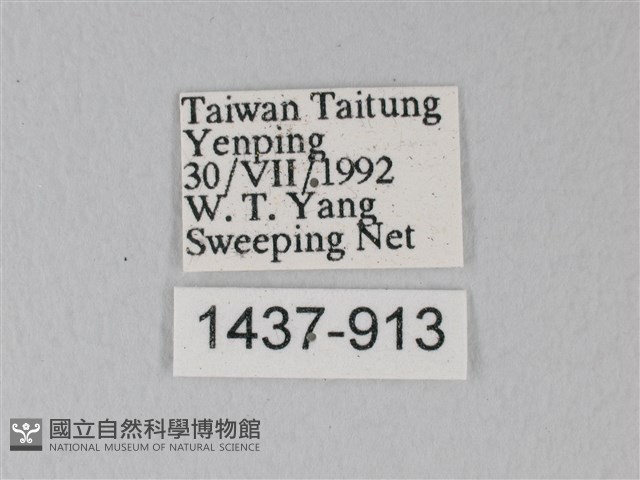 流星絹粉蝶藏品圖，第3張