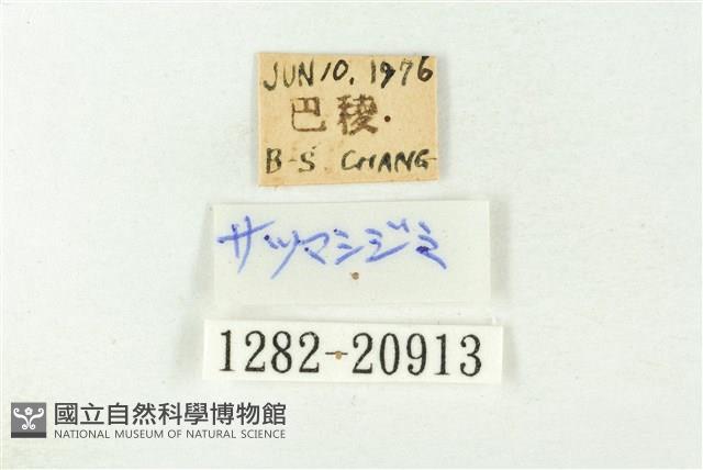 白斑嫵琉灰蝶藏品圖，第3張