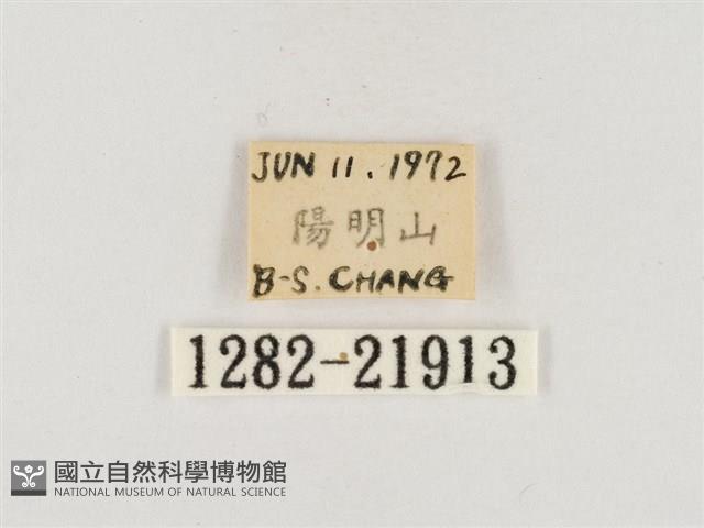 榕透翅毒蛾藏品圖，第3張