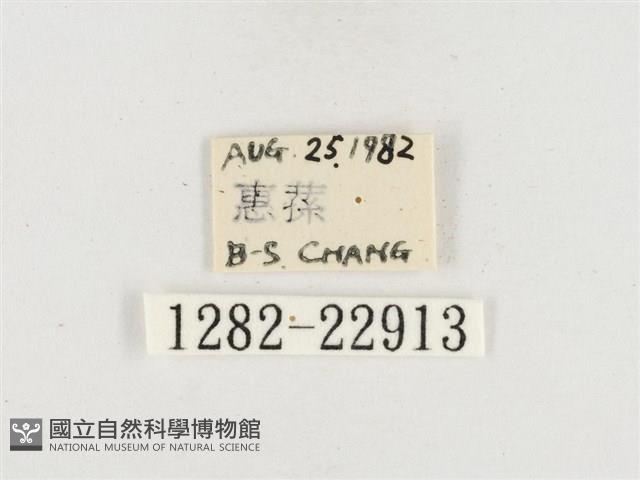 小白紋毒蛾藏品圖，第3張