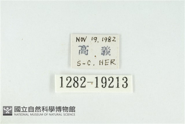 黑翅黃毒蛾藏品圖，第3張