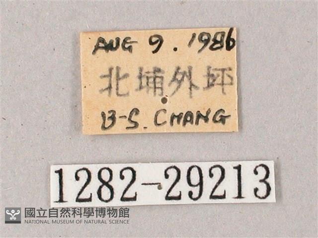 臺灣白肩天蛾藏品圖，第3張