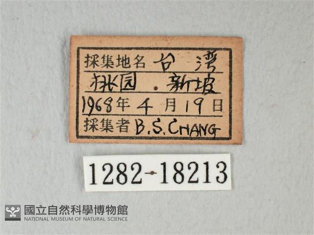 白粉蝶、紋白蝶藏品圖，第3張