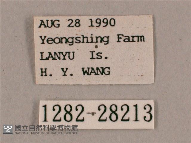 直翅斜紋天蛾藏品圖，第3張