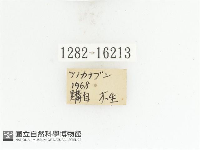 臺灣扇角金龜藏品圖，第2張