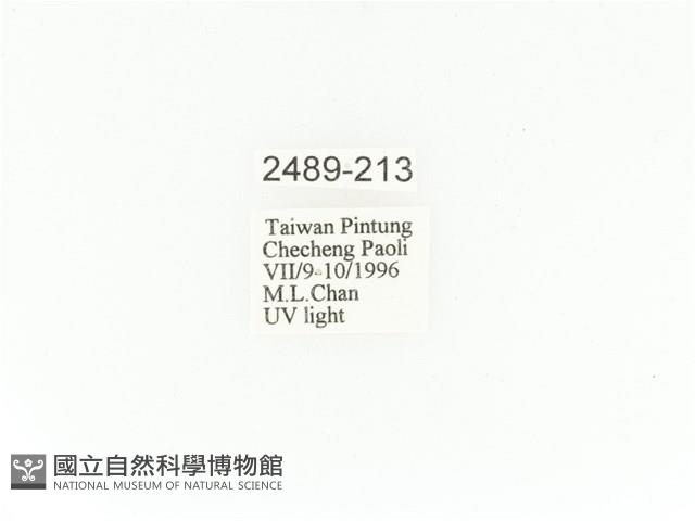 臺灣角金龜藏品圖，第2張