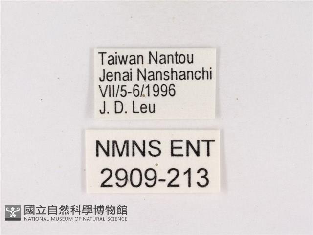 嫵琉灰蝶藏品圖，第3張