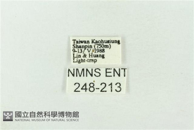基褐綠刺蛾藏品圖，第3張