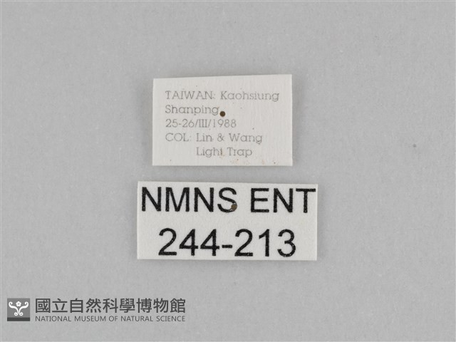 切翅眉眼蝶藏品圖，第3張