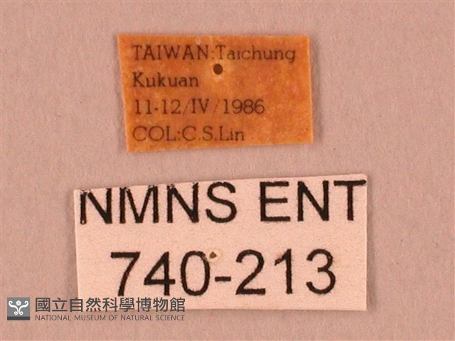 栗六點天蛾藏品圖，第3張