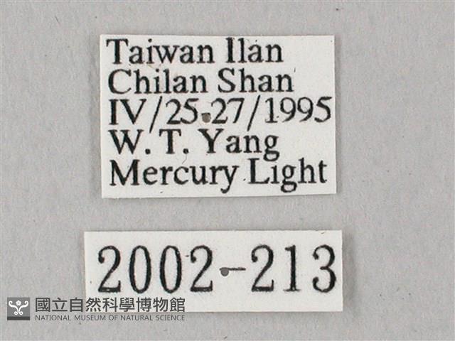 白點天蛾 藏品圖，第3張