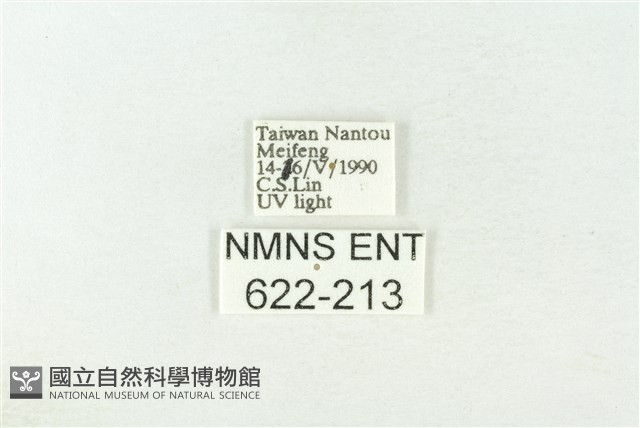 棍棒污燈蛾藏品圖，第3張