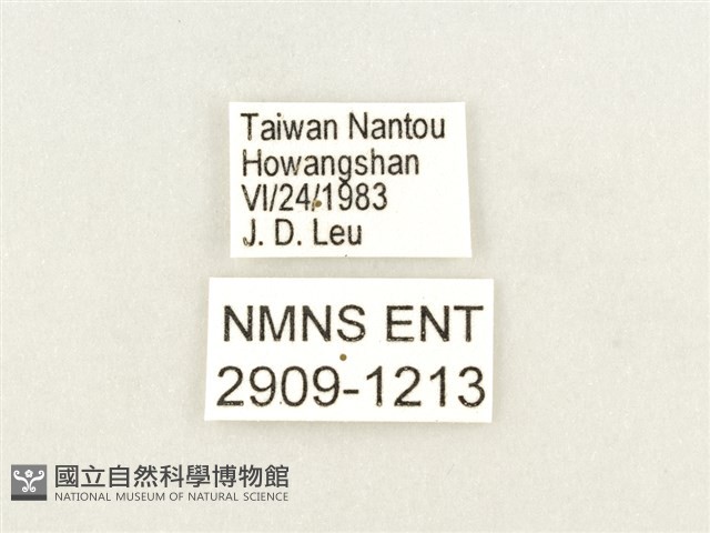 武鎧蛺蝶藏品圖，第3張
