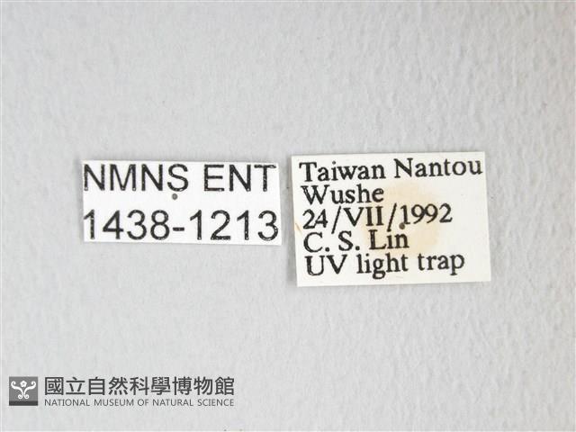 圓翅大鉤蛾藏品圖，第3張