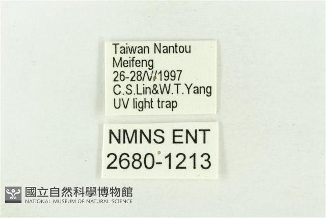 棍棒污燈蛾藏品圖，第3張