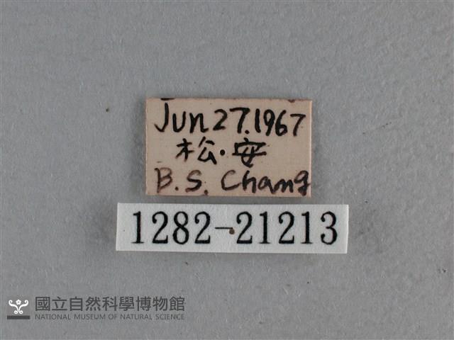 尖翅褐弄蝶藏品圖，第3張