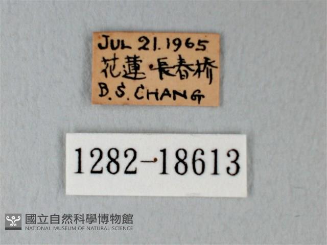 日本紫灰蝶藏品圖，第3張