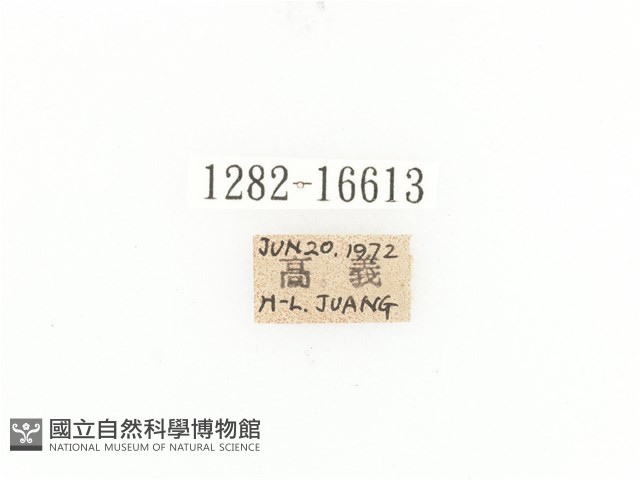 斑翅四齒金龜藏品圖，第2張