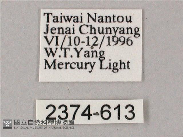 榆綠天蛾藏品圖，第3張