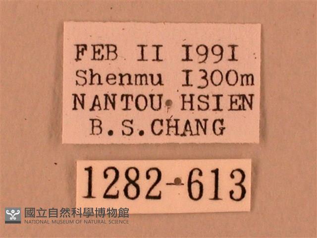 臺灣鋸翅天蛾藏品圖，第3張