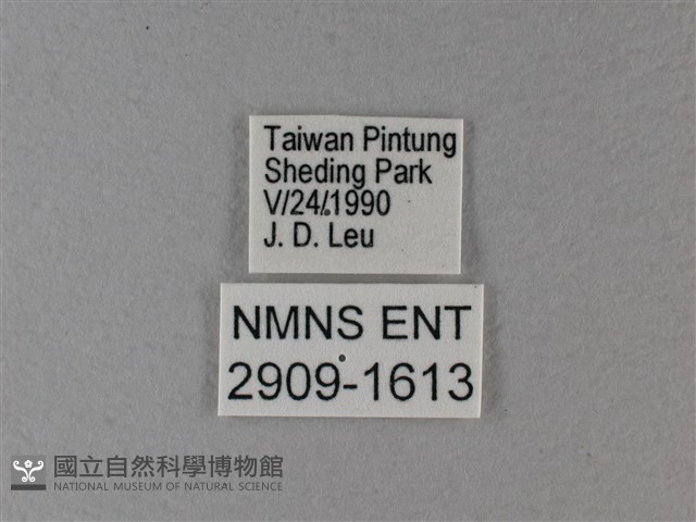 異紋帶蛺蝶藏品圖，第3張