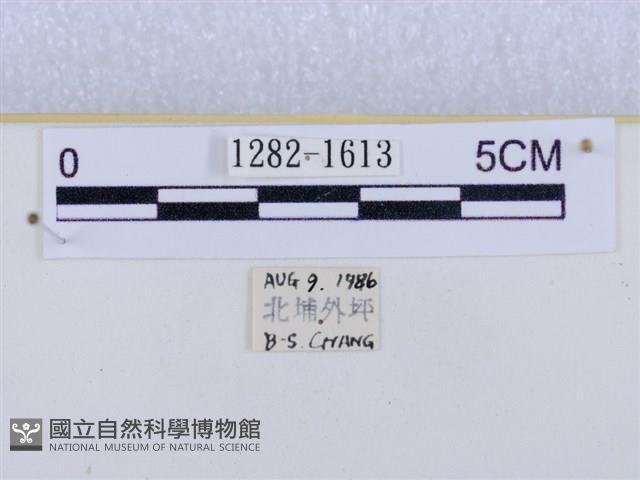 閃光苔蛾藏品圖，第3張