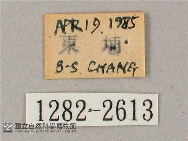 齒翅三線天蛾藏品圖，第3張