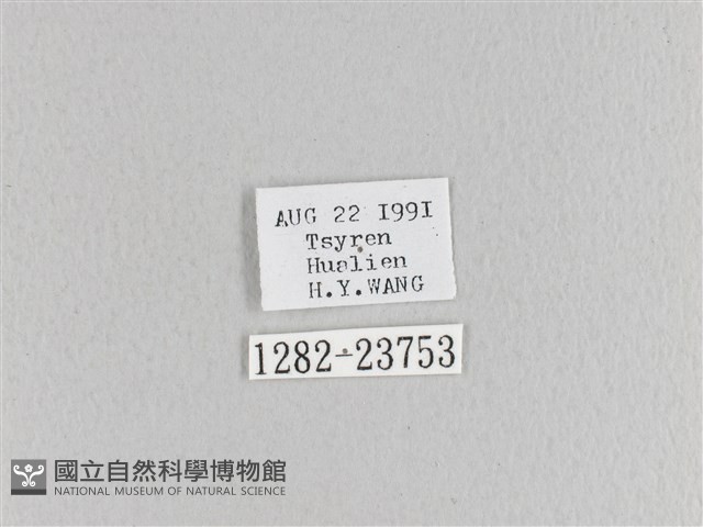 蘋毛蟲藏品圖，第3張