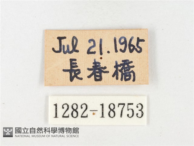 淡色黃蝶藏品圖，第3張