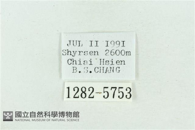 粉紅帶散紋夜蛾藏品圖，第3張