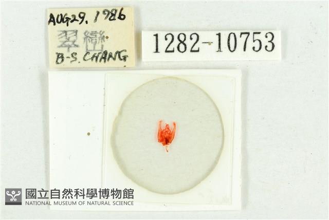 紅暈散紋夜蛾藏品圖，第3張