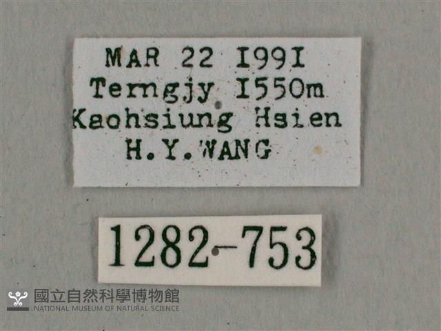 背帶長喙天蛾藏品圖，第3張