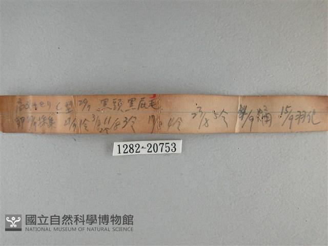 黃星弄蝶藏品圖，第3張