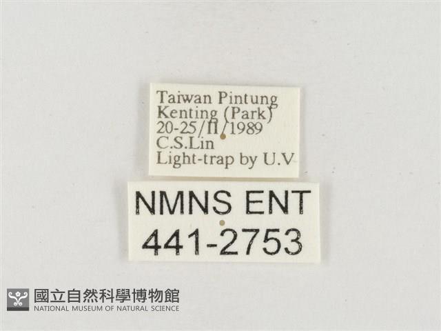 小白紋毒蛾藏品圖，第3張