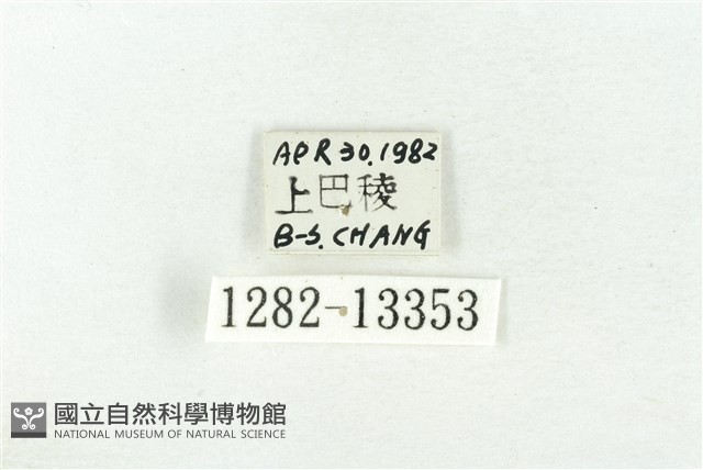 樹形尺蛾藏品圖，第3張