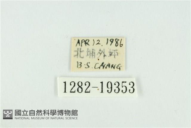 藹環波紋蛾藏品圖，第3張