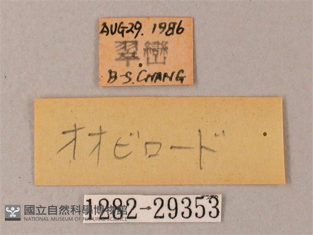 臺灣白肩天蛾藏品圖，第3張