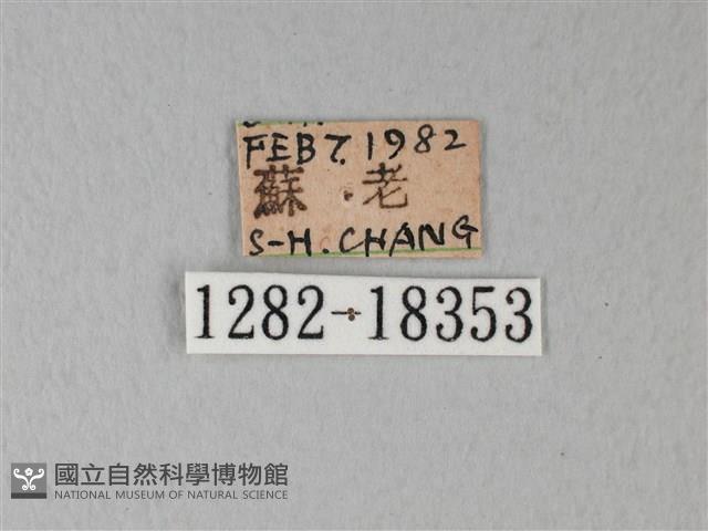 荷氏黃蝶藏品圖，第3張