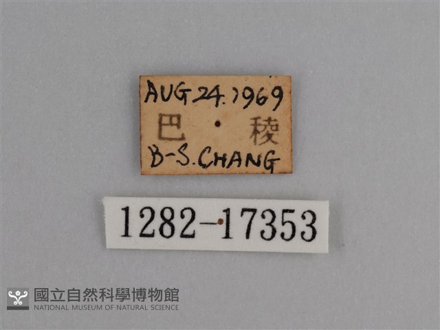 豔粉蝶藏品圖，第3張