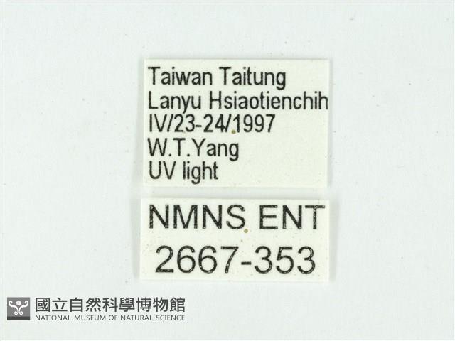 叉紋閃舞蛾藏品圖，第3張