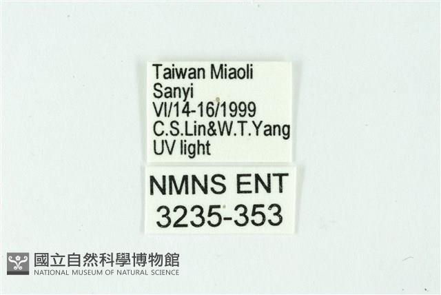 三條橙燈蛾藏品圖，第3張